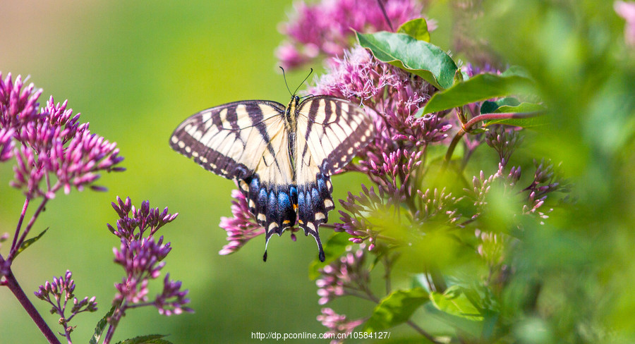 yabo鸭脖集团:31脚射门!那不勒斯火力进攻未能见效,主场7成控球率却遭绝杀(图1) yabo鸭脖集团