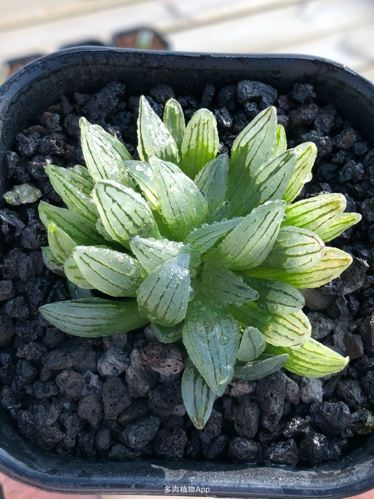 本有机会提前晋级,尤文表现令人失望_YABO鸭脖官网(图1) yabo鸭脖集团