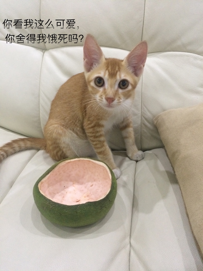 【yabo鸭脖】数据显示“走出去”买矿“慢下来”(图1) yabo鸭脖