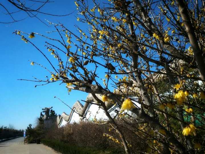 傲慢的代价:云南白药近五年舆论危机一览:yabo鸭脖(图2) yabo鸭脖集团