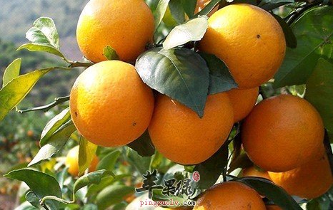 湿气是什么 湿气重如何调理 看这里!‘yabo鸭脖’(图2) yabo鸭脖集团