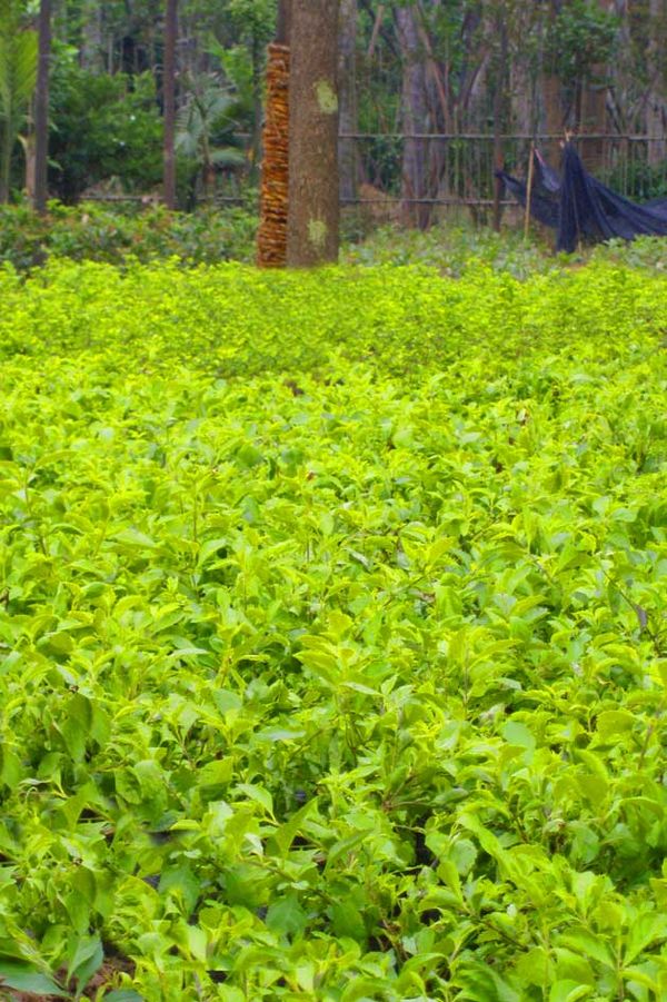 镜报:防国米挖角,切尔西欲和孔蒂加薪续约:YABO鸭脖官网(图2) YABO鸭脖官网